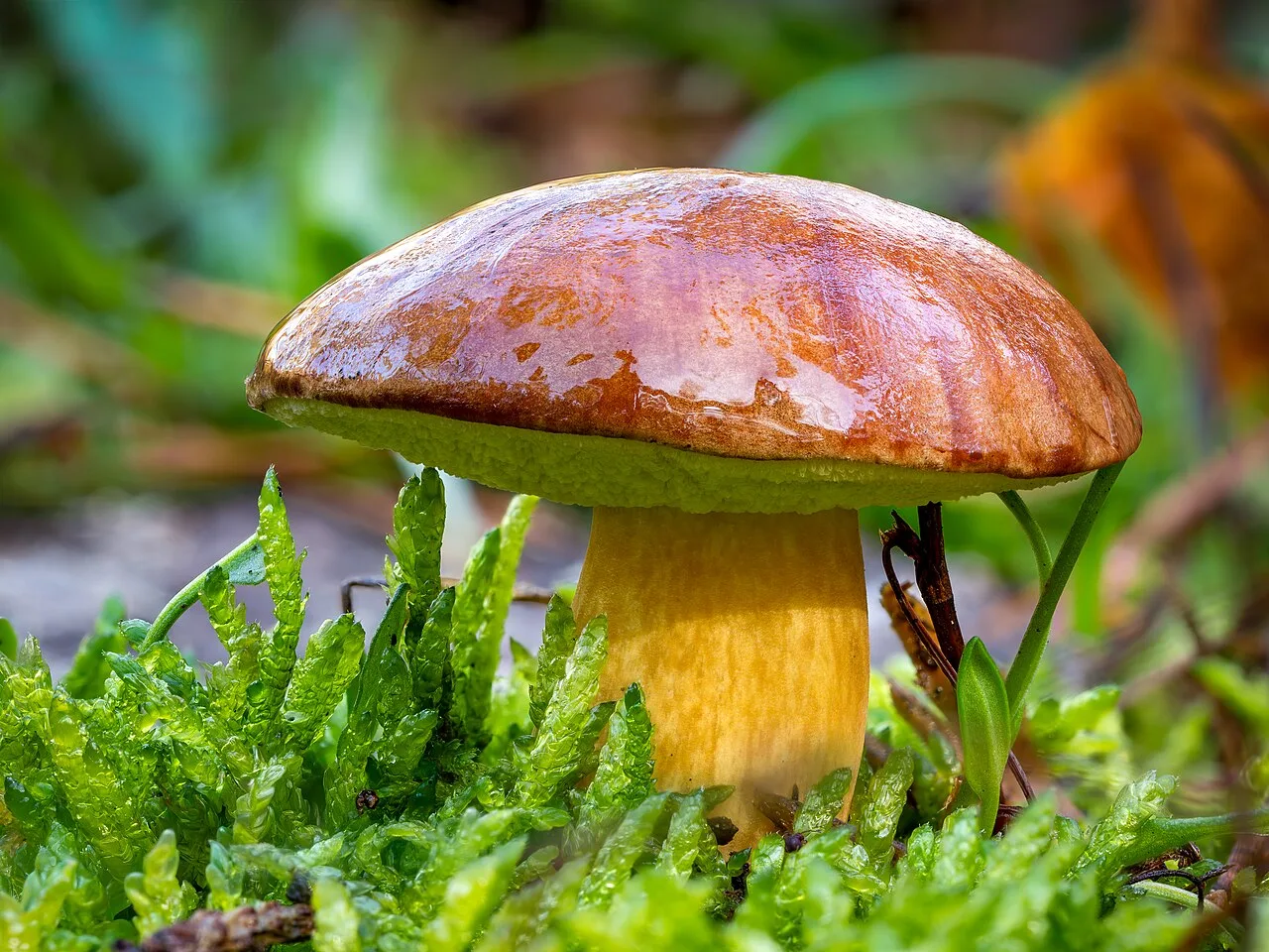 Bolet bai (Imleria badia), photographie d’illustration