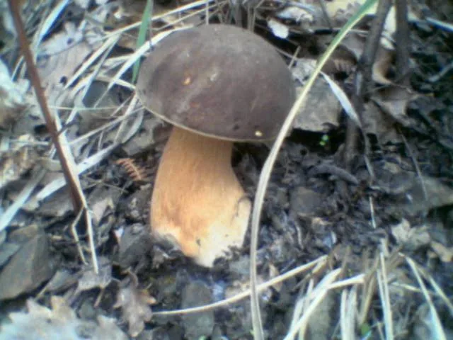 Cèpe bronzé (Boletus aereus), photographié en Sicile
