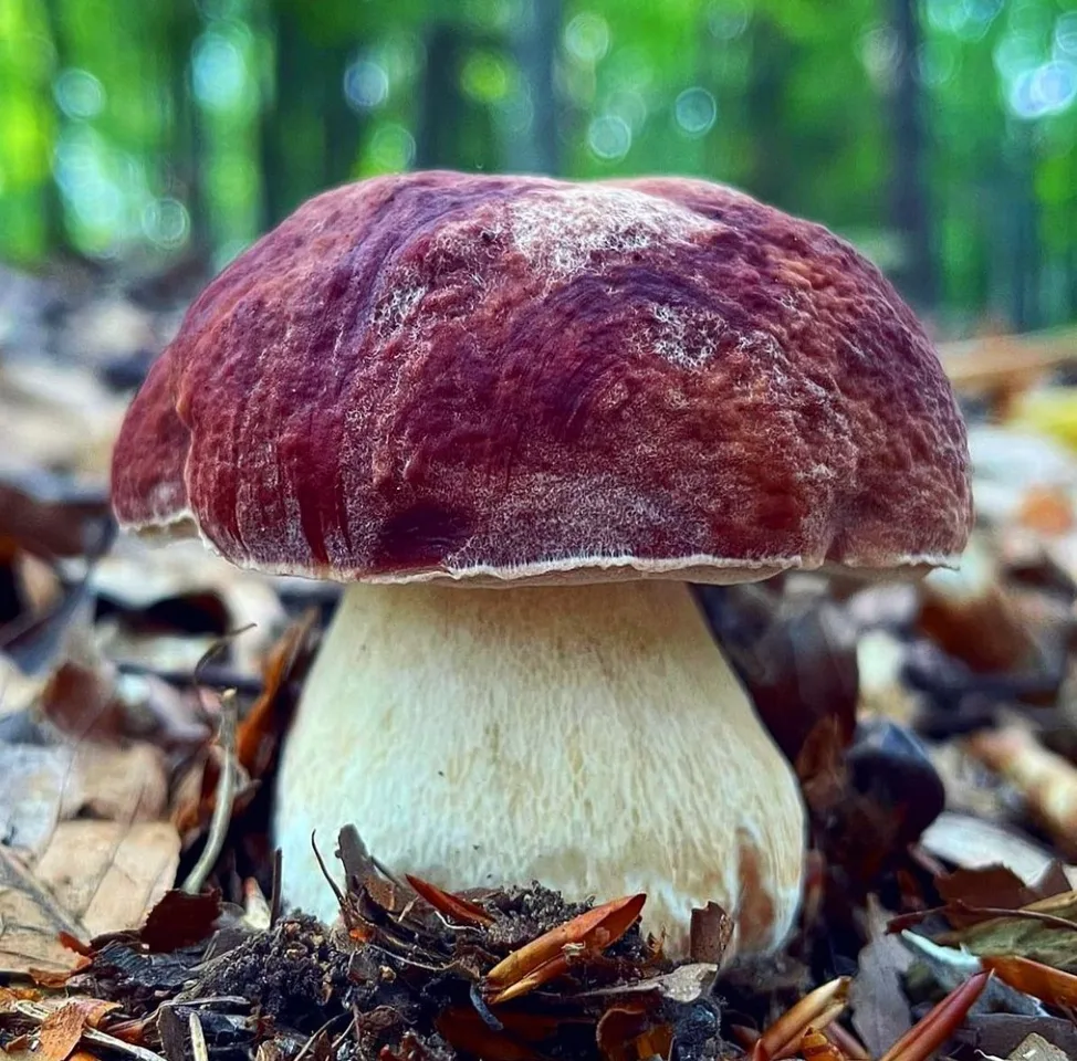 Cèpe des pins (Boletus pinophilus), photographie d’illustration