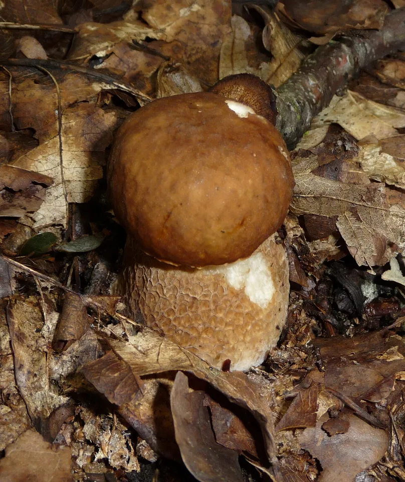 Cèpe d’été (Boletus reticulatus), photographie d’illustration