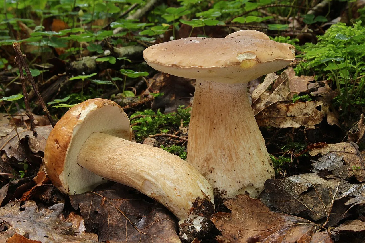 Cèpe de Bordeaux (Boletus edulis), photographié en Allemagne