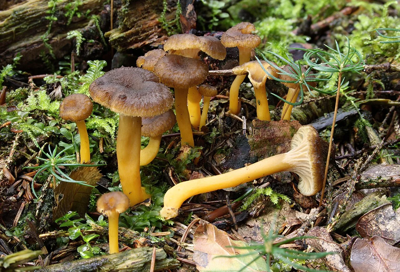 Chanterelle en tube (Craterellus tubaeformis), photographie d’illustration