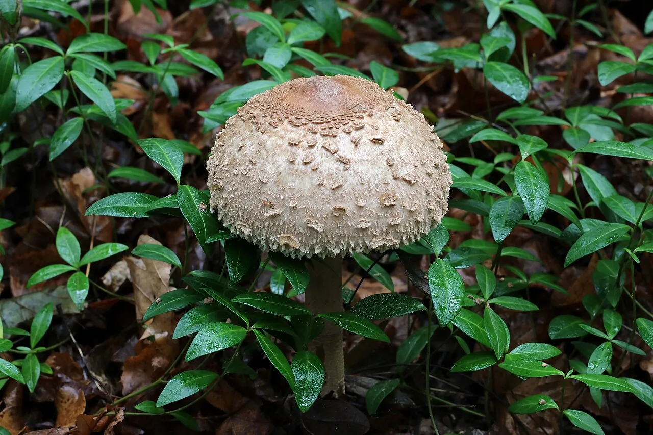 Coulemelle (Macrolepiota procera), photographiée en Ukraine
