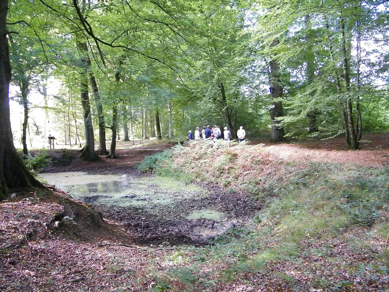 Forêt de Crécy dans la Somme : illustration forestière, hors localisation du guide