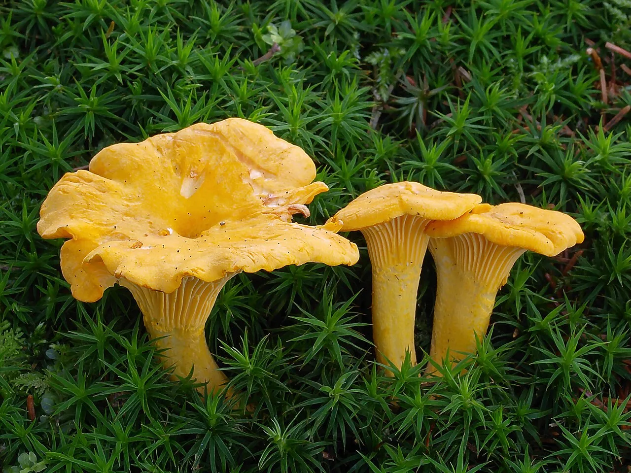 Girolles (Cantharellus cibarius), photographie d’illustration