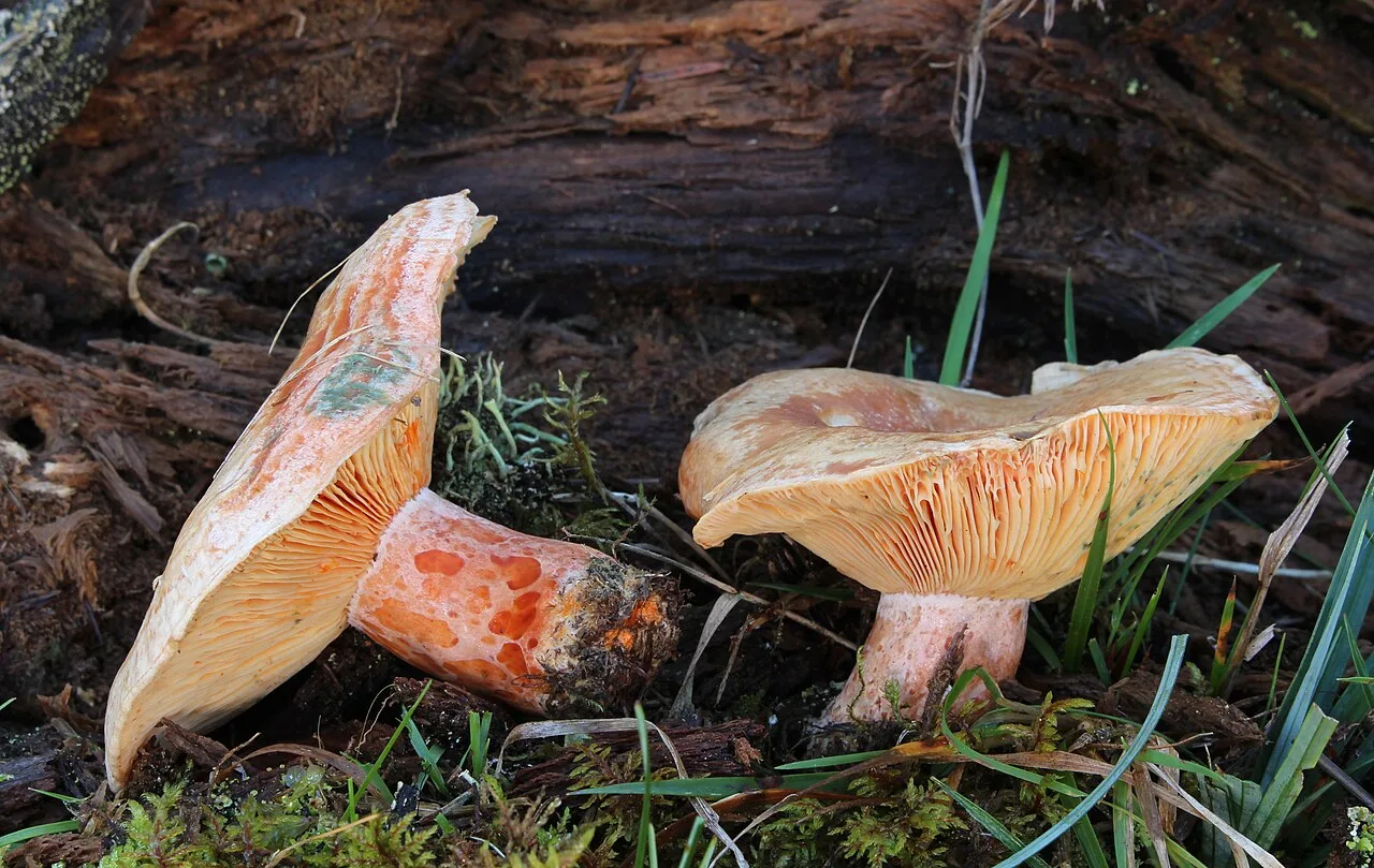 Lactaire délicieux (Lactarius deliciosus), photographie d’illustration