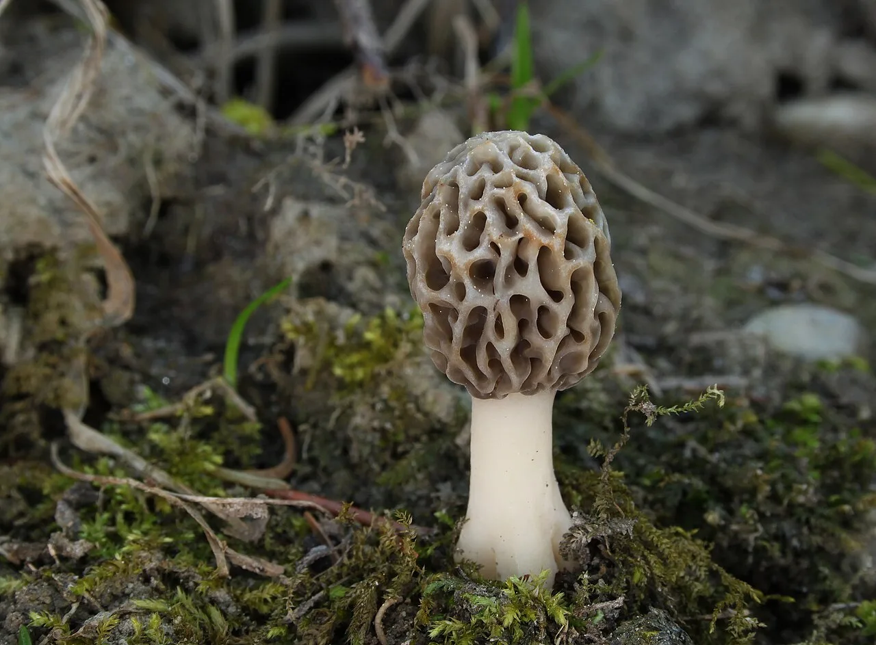 Morille (Morchella esculenta), photographie d’illustration