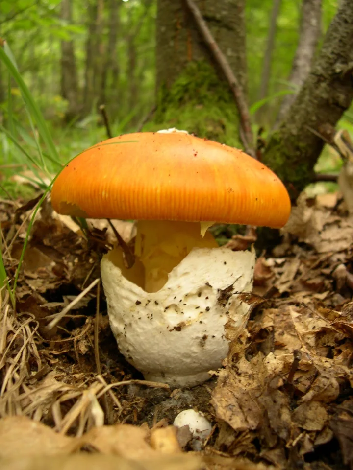 Amanite des Césars (Amanita caesarea), photographiée en Italie