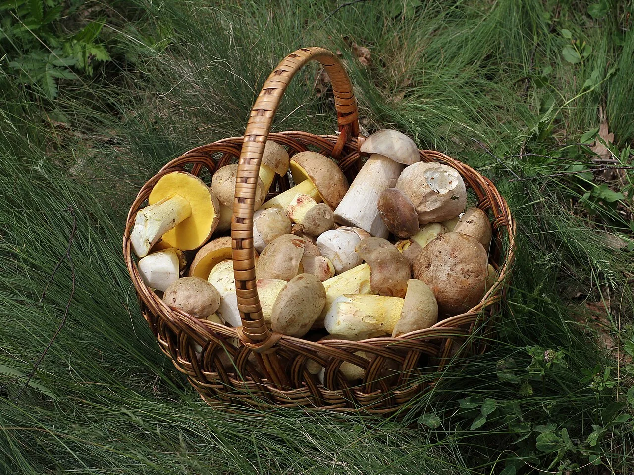 Panier de plusieurs espèces de bolets photographié en Ukraine
