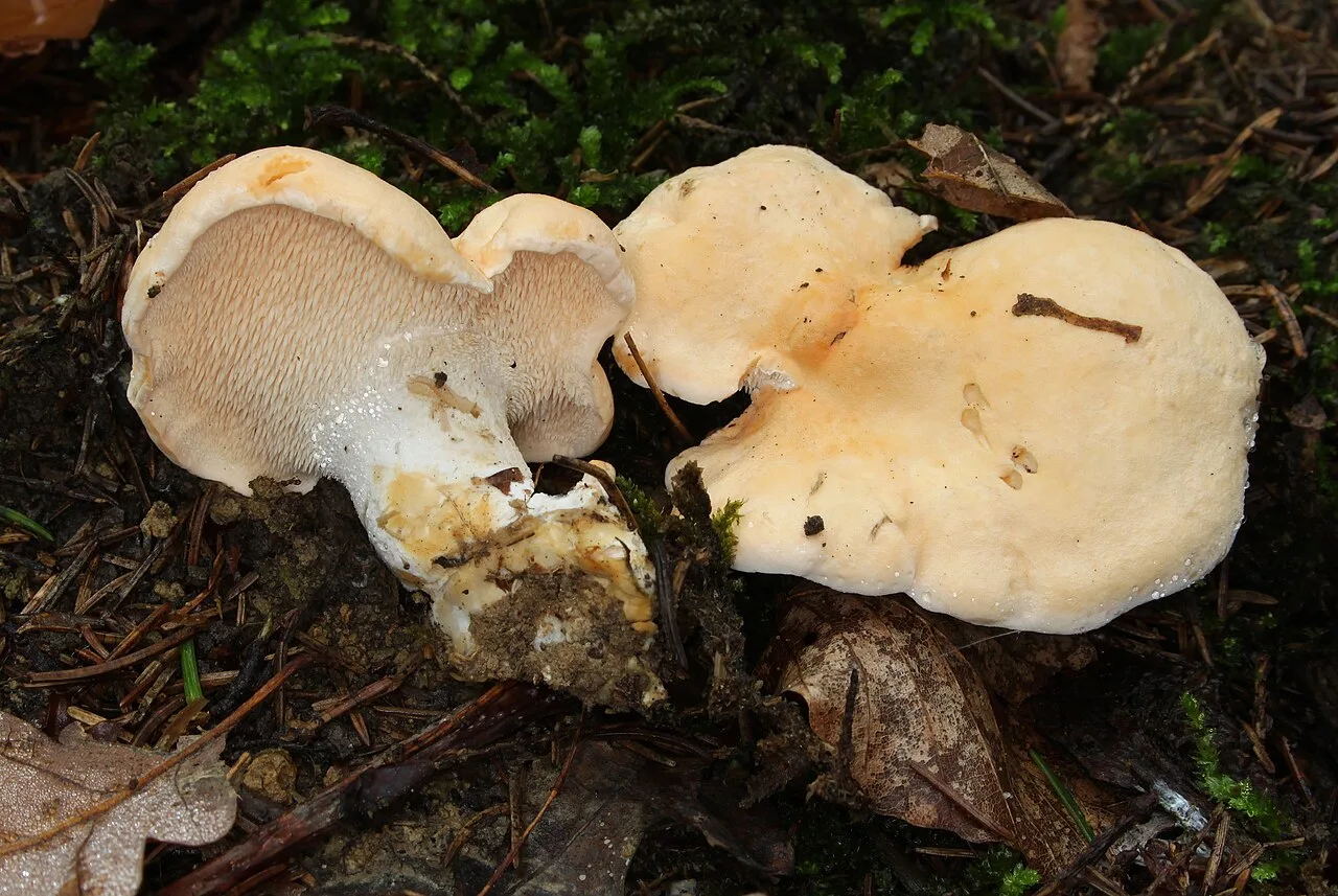 Pied-de-mouton (Hydnum repandum), photographie d’illustration