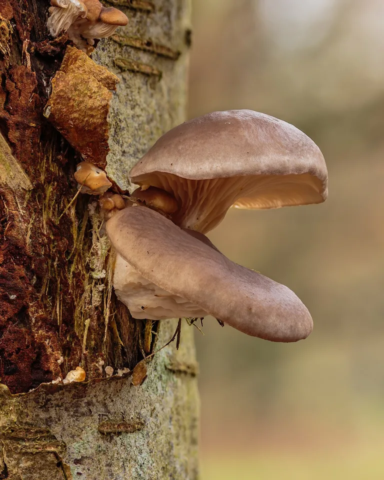 Pleurotes en huître (Pleurotus ostreatus) sur un arbre mort