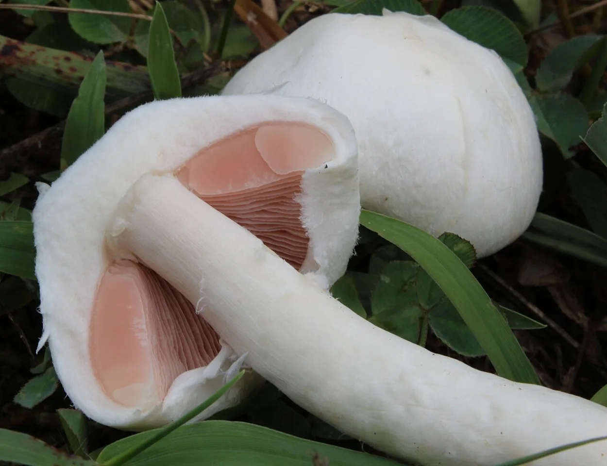 Agarics du groupe Agaricus campestris, photographie d’illustration