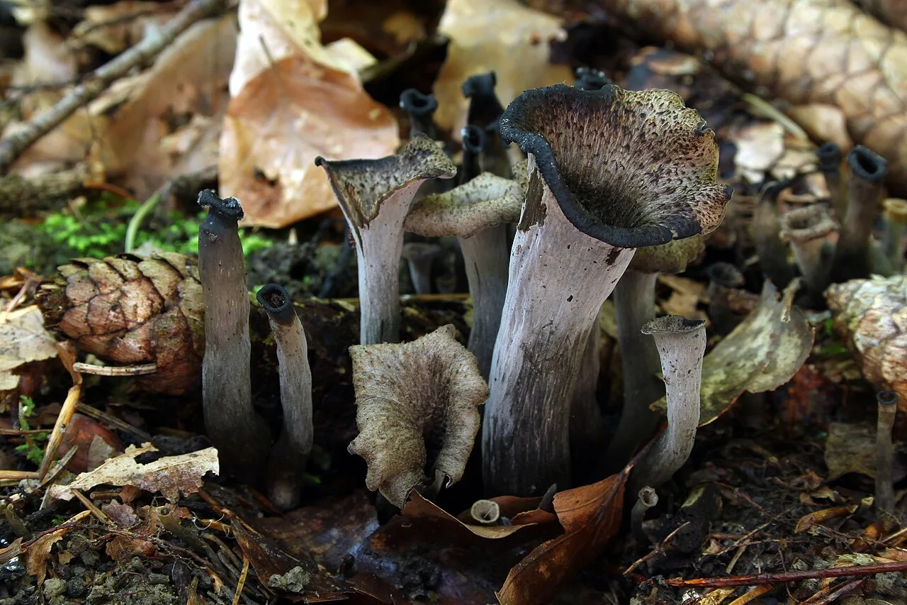 Trompettes de la mort (Craterellus cornucopioides), photographie d’illustration
